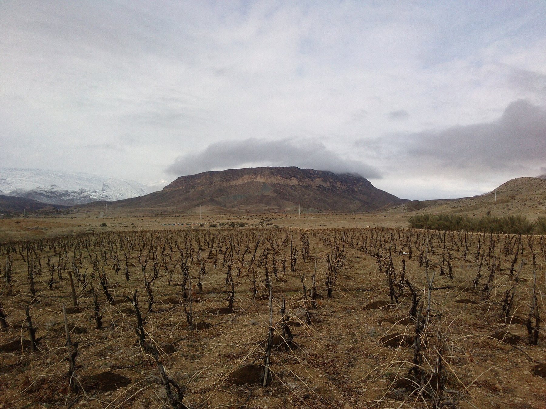 Rows of bare, pruned vines in a brown field in winter, with a flat-topped mountain under cloud and snow-covered peaks behind